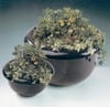 GALLERIA COLLECTION - FIBERGLASS PLANTERS