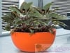 Fiberglass bowl planter