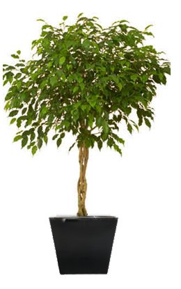 Ficus