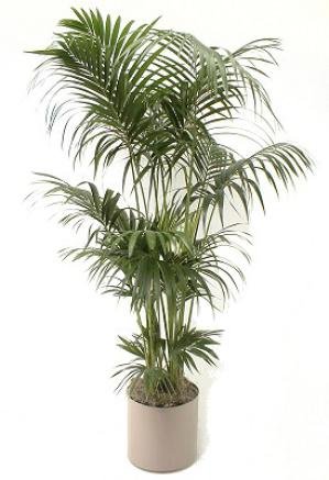 Kentia Palm in Fiberglass Cylinder